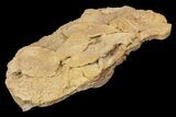 Fossil Leaves Preserved In Travertine - Austria #113213-2